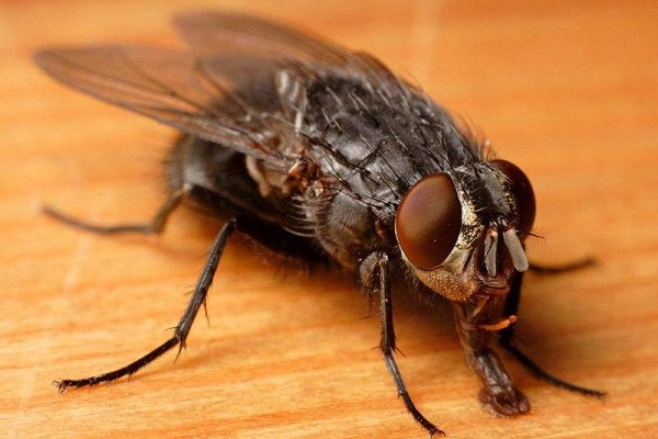 蠅類的危害及防制